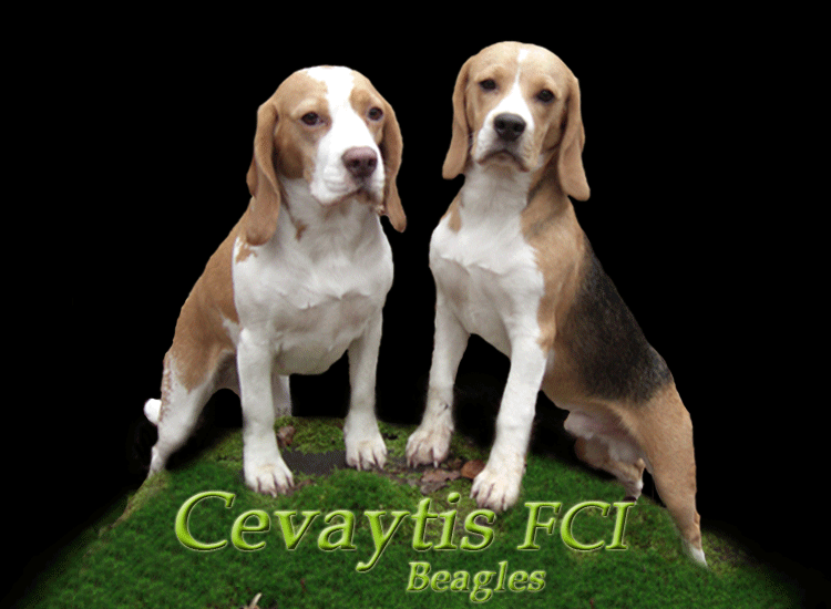 Hodowla Beagle - Cevaytis Beagles FCI, szczenita, puppies, welpen