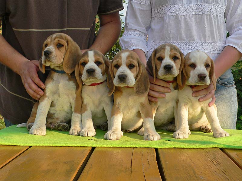 Miot D - Cevaytis Beagles