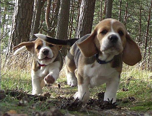 PUPPIES CEVAYTIS BEAGLES FCI